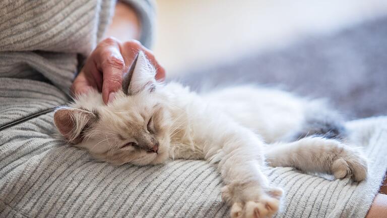 Eine Frau kuschelt mit einer Katze - Nähe mit Nebenwirkungen: Kuscheln nach der Hormonbehandlung kann für Tiere riskant sein. Eine Frau kuschelt mit einer Katze - Nähe mit Nebenwirkungen: Kuscheln nach der Hormonbehandlung kann für Tiere riskant sein.