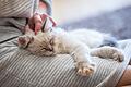 Eine Frau kuschelt mit einer Katze       -  Nähe mit Nebenwirkungen: Kuscheln nach der Hormonbehandlung kann für Tiere riskant sein.