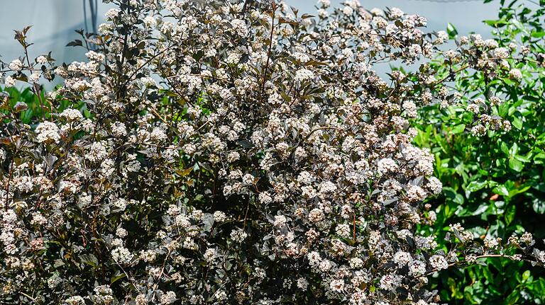 Blickfang im Frühling und Frühsommer: Der Teufelsstrauch ist im Mai und Juni über und über mit Blüten besetzt. Blickfang im Frühling und Frühsommer: Der Teufelsstrauch ist im Mai und Juni über und über mit Blüten besetzt.