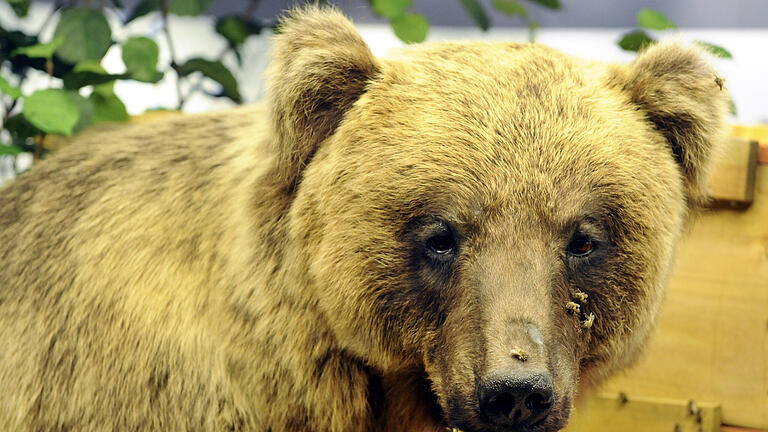 Bruno Bär.jpeg       -  Braunbär 'JJ1', besser bekannt als 'Problembär' Bruno, ist seit 2008 ausgestopft im Münchner Naturkundemuseum Mensch und Natur zu sehen.
