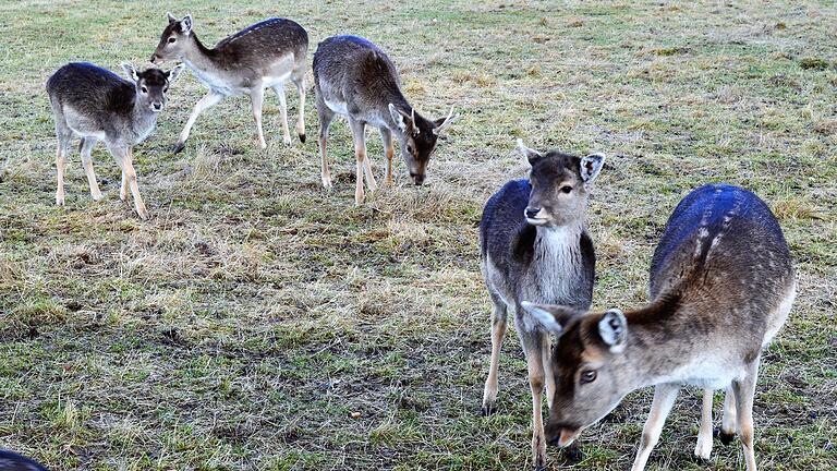 Zum Teil recht zutraulich: ein Teil der kleinen Damwildherde im Gehege am Sambachshof. Sie zählt momentan insgesamt acht Tiere, darunter vier Hirsche und zwei Kälber. Dazu kommt in einem zweiten Gehege eine kleine, fünfköpfige Rotwildherde. Zum Teil recht zutraulich: ein Teil der kleinen Damwildherde im Gehege am Sambachshof. Sie zählt momentan insgesamt acht Tiere, darunter vier Hirsche und zwei Kälber. Dazu kommt in einem zweiten Gehege eine kleine, fünfköpfige Rotwildherde.