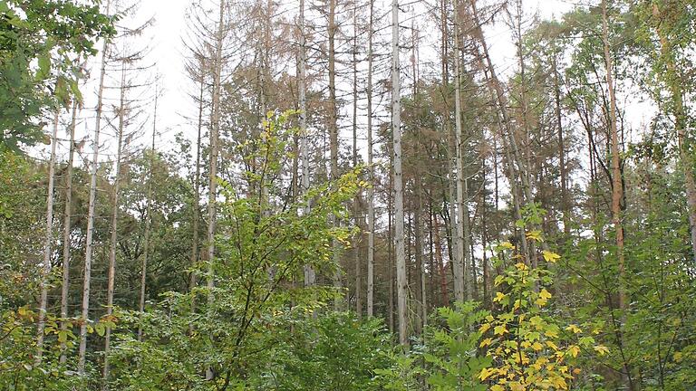 Direkt neben dem Trimmpfad im Mahlholz: Zahlreiche Fichten sind durch die Hitze und den Schädlingsbefall abgestorben.