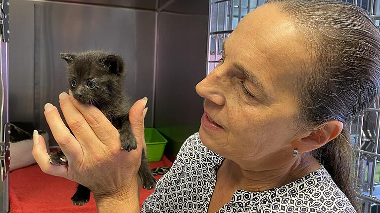 Tierheim-Leiterin Ursula Boehm mit Teddy, dem jüngsten Zuwachs auf der Katzenstation.
