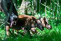 Ziehen die Besucher an: Elchkuh Daya und ihre am 6. Mai im Schweinfurter Wildpark geborenen Zwillinge.