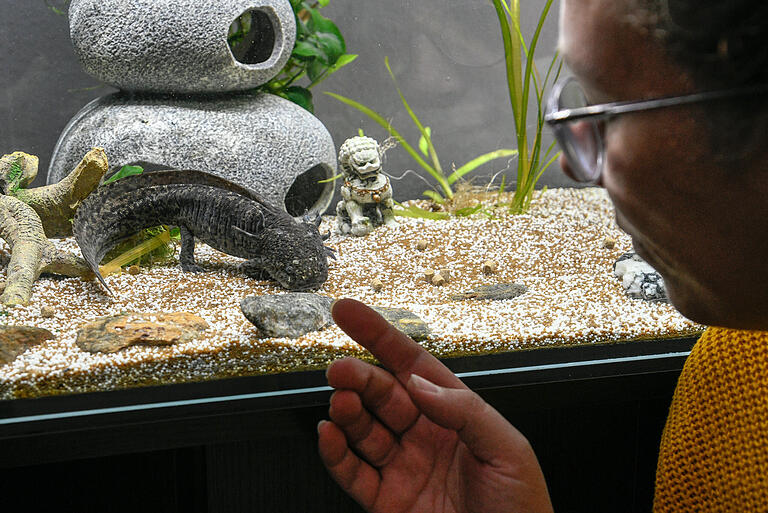Madeleine Schäflein zeigt auf Axolotl-Weibchen Luna im Aquarium. Madeleine Schäflein zeigt auf Axolotl-Weibchen Luna im Aquarium.