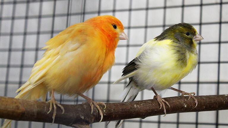Lebenswillen haben diese beiden Kanarienvögel gezeigt: Sie waren in erbärmlichem Zustand, haben sich im Tierheim aber mittlerweile ganz gut erholt. Lebenswillen haben diese beiden Kanarienvögel gezeigt: Sie waren in erbärmlichem Zustand, haben sich im Tierheim aber mittlerweile ganz gut erholt.