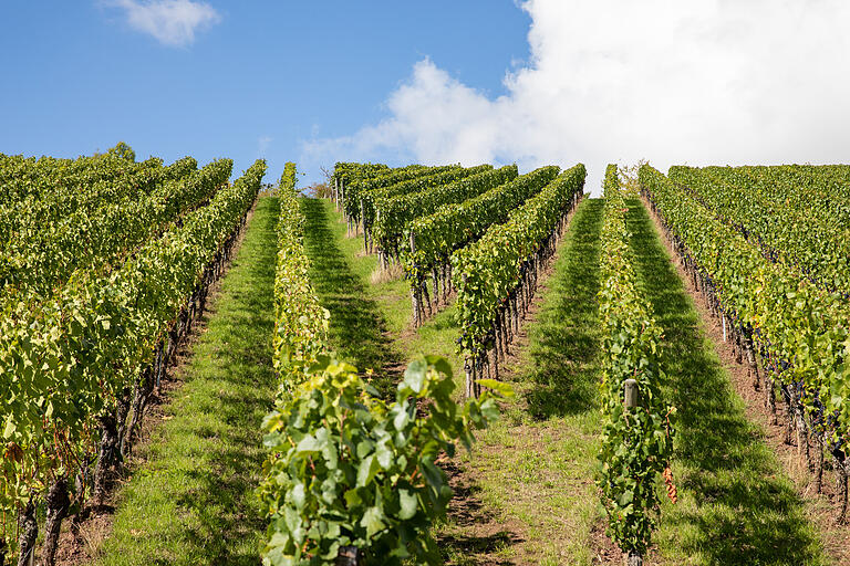 Durch die Weinberge geht es zum Ende der Tour wieder zurück nach Erlabrunn. Durch die Weinberge geht es zum Ende der Tour wieder zurück nach Erlabrunn.