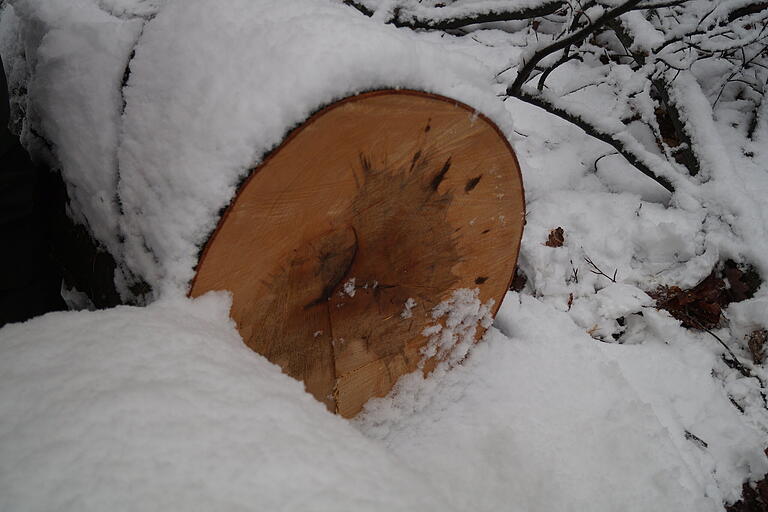Eine rotkernige Buche: Durch die Farbveränderung ist dieses Holz weniger begehrt. Eine rotkernige Buche: Durch die Farbveränderung ist dieses Holz weniger begehrt.