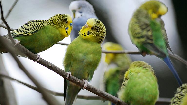 Wellensitiche (Melopsittacus undulatus) sitzen auf diesem Archivbild in einem Tierpark bei Hofgeismar (Landkreis Kassel). In einem Kinderlied werden die Sittiche auch mit Schweinfurt verbunden.