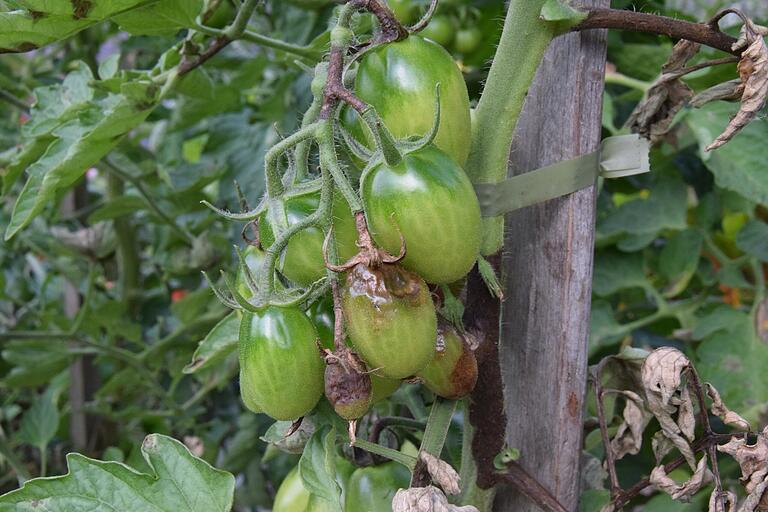 Starker Regen beschert in vielen Gärten die Kraut- und Braunfäule, wie hier an Tomatenpflanzen. Starker Regen beschert in vielen Gärten die Kraut- und Braunfäule, wie hier an Tomatenpflanzen.