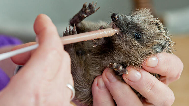 Igel-Auffangstation - Guten Appetit: Mit einer speziellen Welpenaufzuchtnahrung füttert Gudrun Martin in Gerbrunn bei Würzburg ein Igel-Baby. Igel-Auffangstation - Guten Appetit: Mit einer speziellen Welpenaufzuchtnahrung füttert Gudrun Martin in Gerbrunn bei Würzburg ein Igel-Baby.