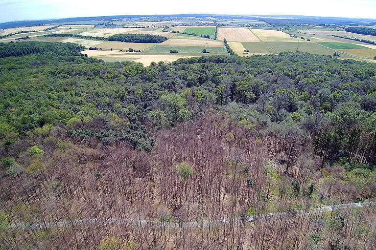 Schwammspinnerbefall in einem Waldstück bei Hettstadt im Landkreis Würzburg im vergangenen Jahr.