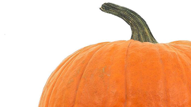 orange pumpkin on white background for halloween or thanksgiving       -  _