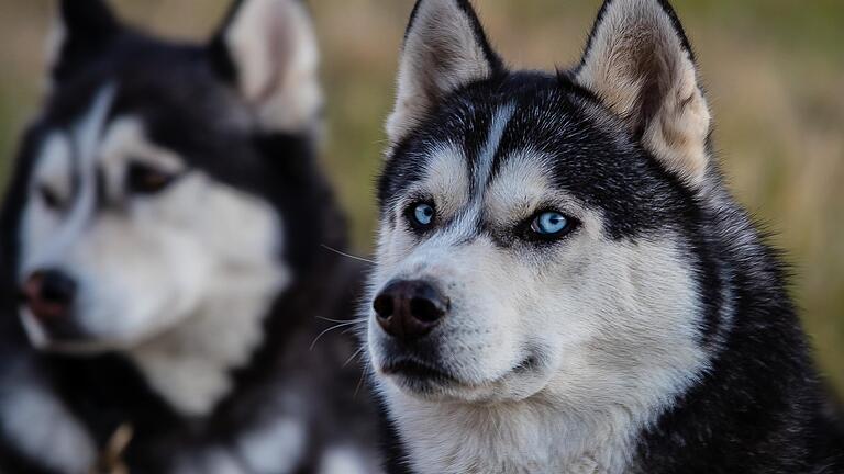 Huskys fielen in Heßlar über einen Dackl her und verletzten seine Halterin so, dass sie ins Krankenhaus musste (Symbolfoto). Huskys fielen in Heßlar über einen Dackl her und verletzten seine Halterin so, dass sie ins Krankenhaus musste (Symbolfoto).