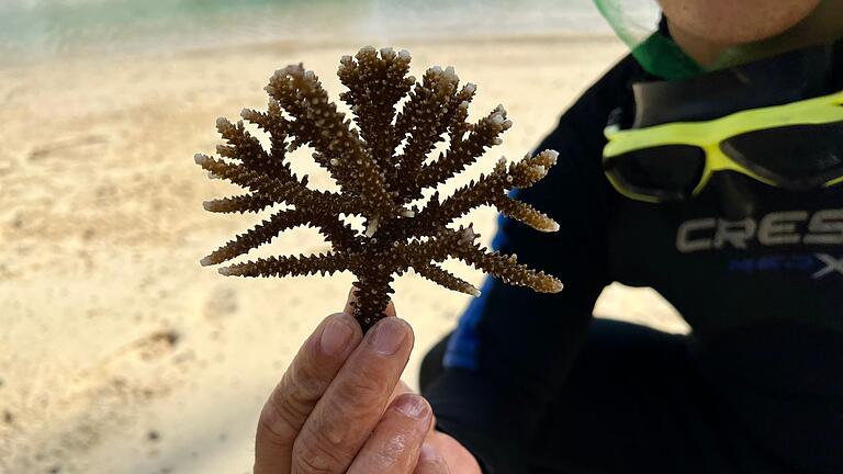 Korallenprojekt in Vietnam - In Nha Trang werden vor allem Korallen des Typs Acropora Muricata (Kleinpolypige Steinkoralle) gepflanzt. Korallenprojekt in Vietnam - In Nha Trang werden vor allem Korallen des Typs Acropora Muricata (Kleinpolypige Steinkoralle) gepflanzt.