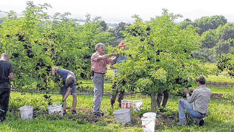 Die Ernte des Holunders ist reine Handarbeit. Mit Scheren, wie sie auch im Weinbau verwendet werden, schneiden die Helfer die Früchte ab. Die Ernte des Holunders ist reine Handarbeit. Mit Scheren, wie sie auch im Weinbau verwendet werden, schneiden die Helfer die Früchte ab.