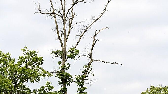 Zunehmend kränkeln und schwächeln jetzt auch die Linden im Hörnauer Wald. Zunehmend kränkeln und schwächeln jetzt auch die Linden im Hörnauer Wald.
