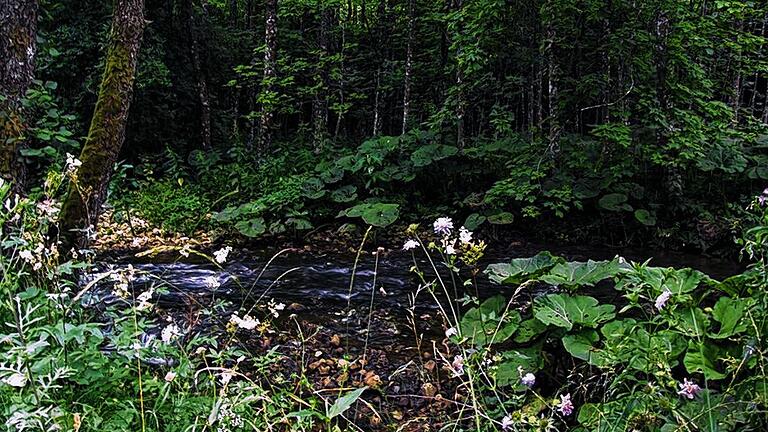 Waldidyll: Das Flüsschen Lützel bei Moulin Neuf. Hier überquerte Ilse Totzke die grüne Grenze zur Schweiz.