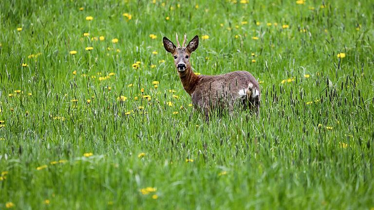 Lassen sich Verbissschäden durch Rehe ausschließlich durch höhere Abschusszahlen regulieren? Jägerinnen und Jäger aus Main-Spessart bezweifeln das. (Symbolfoto)