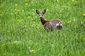 Lassen sich Verbissschäden durch Rehe ausschließlich durch höhere Abschusszahlen regulieren? Jägerinnen und Jäger aus Main-Spessart bezweifeln das. (Symbolfoto)