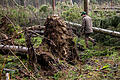 Den Stürmen der vergangenen Tagen sind im Steigerwald, sowohl im Staatsforst, als auch im Gemeinsamen Bürgerwald von Gerolzhofen und Dingolshausen, in erster Line Fichten zum Opfer gefallen.