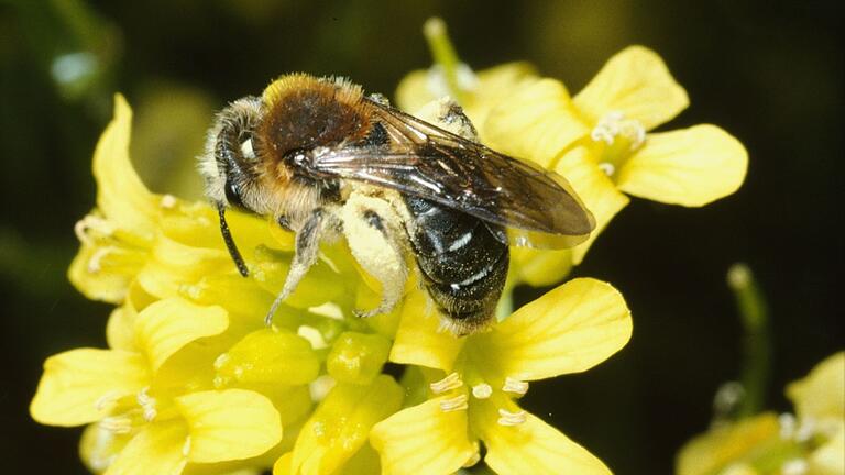 Diese seltene Sandbienenart (Andrena lagopus) wurde auf den Blühflächen in Rhön-Grabfeld gefunden. Diese seltene Sandbienenart (Andrena lagopus) wurde auf den Blühflächen in Rhön-Grabfeld gefunden.