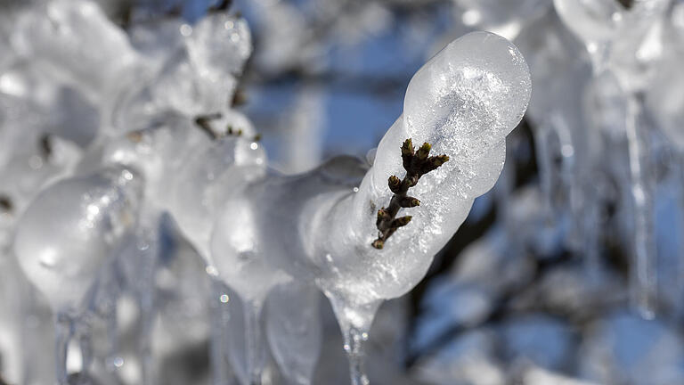 Frostschutzberegnung kann gegen Frostschäden helfen, ist aber aufwändig. Wer genug Wasser hat, um seine Kulturen beregnen zu lassen, besprüht zunächst seine Pflanzen mit feinen Wassertröpfchen. Beim Gefrieren des verteilten Wassers wird auf den Pflanzen Kristallisationswärme freigesetzt, die die Blüten vor Frostschäden bewahrt. Frostschutzberegnung kann gegen Frostschäden helfen, ist aber aufwändig. Wer genug Wasser hat, um seine Kulturen beregnen zu lassen, besprüht zunächst seine Pflanzen mit feinen Wassertröpfchen. Beim Gefrieren des verteilten Wassers wird auf den Pflanzen Kristallisationswärme freigesetzt, die die Blüten vor Frostschäden bewahrt.