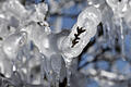 Frostschutzberegnung kann gegen Frostschäden helfen, ist aber aufwändig. Wer genug Wasser hat, um seine Kulturen beregnen zu lassen, besprüht zunächst seine Pflanzen mit feinen Wassertröpfchen. Beim Gefrieren des verteilten Wassers wird auf den Pflanzen Kristallisationswärme freigesetzt, die die Blüten vor Frostschäden bewahrt.