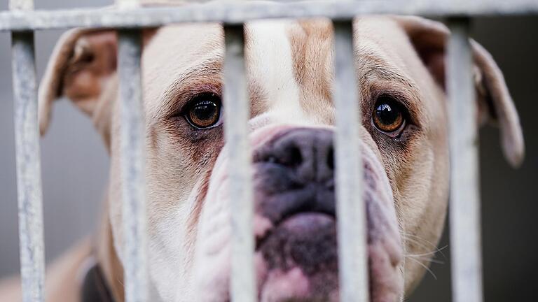 Eine Old English Bulldogge steht in einem Tierheim hinter dem Gitter ihres Käfigs (Symbolfoto).