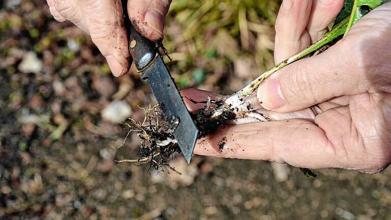 Wenn's im grünen Daumen zuckt: Erste Gartenarbeit. Lara Meißner Wenn's im grünen Daumen zuckt: Erste Gartenarbeit. Lara Meißner