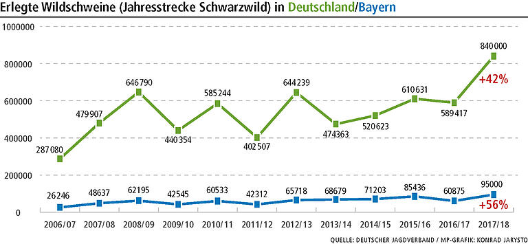 Rekordstrecke: Jäger erlegen immer mehr Wildschweine