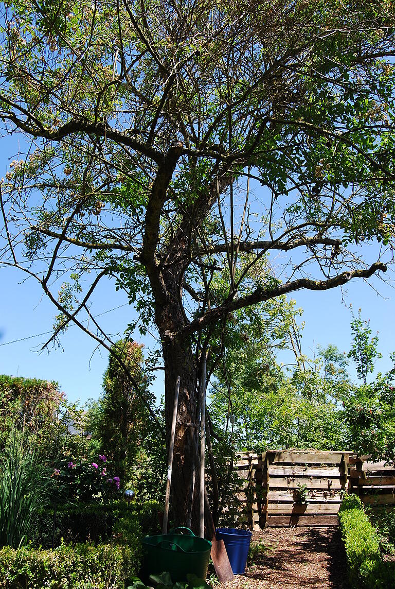 Die Thujen im Garten von Wiebke Salomon-Karl sind vertrocknet, ebenso wie der Boskop-Apfelbaum.