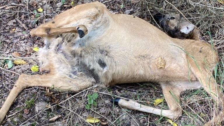 Im August kamen zwei ausgewachsene Rehe zu Tode. Die Bissverletzungen weisen auf die Tötung durch einen Hund hin.