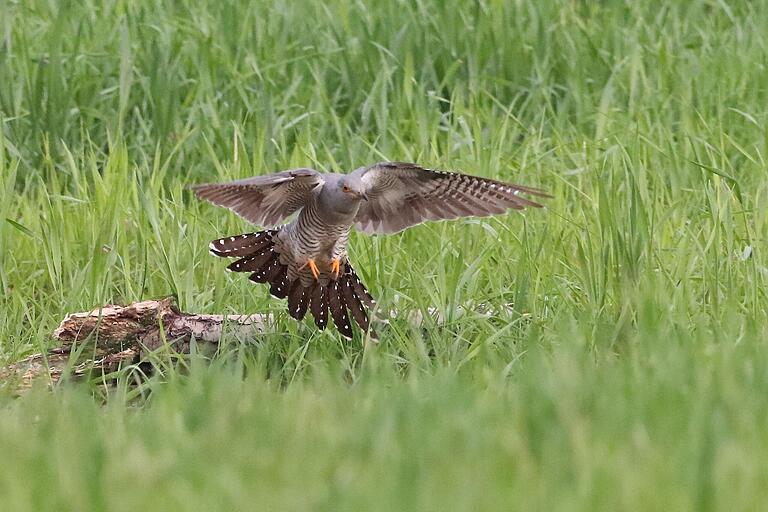 Der Kuckuck steht im Mittelpunkt einer Wanderung mit dem Bund für Vogelschutz. Der Kuckuck steht im Mittelpunkt einer Wanderung mit dem Bund für Vogelschutz. 