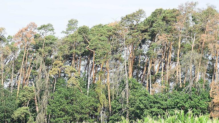 Schon aus der Ferne betrachtet, ist das Desaster deutlich auszumachen. Trockenheit, Hitze und Schädlingsbefall machen der Fichte im Wald bei Maroldsweisach den Garaus – und nicht nur hier. Der Nadelbaum leidet in der ganzen Region besonders stark unter dem Klimawandel. Schon aus der Ferne betrachtet, ist das Desaster deutlich auszumachen. Trockenheit, Hitze und Schädlingsbefall machen der Fichte im Wald bei Maroldsweisach den Garaus – und nicht nur hier. Der Nadelbaum leidet in der ganzen Region besonders stark unter dem Klimawandel.