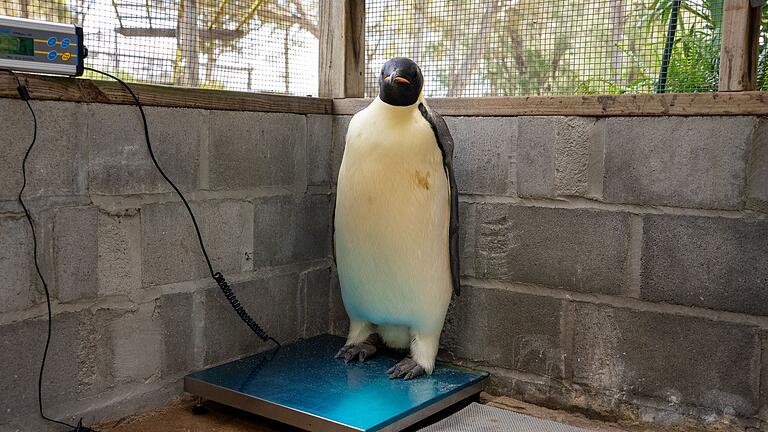 Kaiserpinguin strandet in Australien       -  Gus wird regelmäßig gewogen, um seine Fortschritte zu überprüfen.