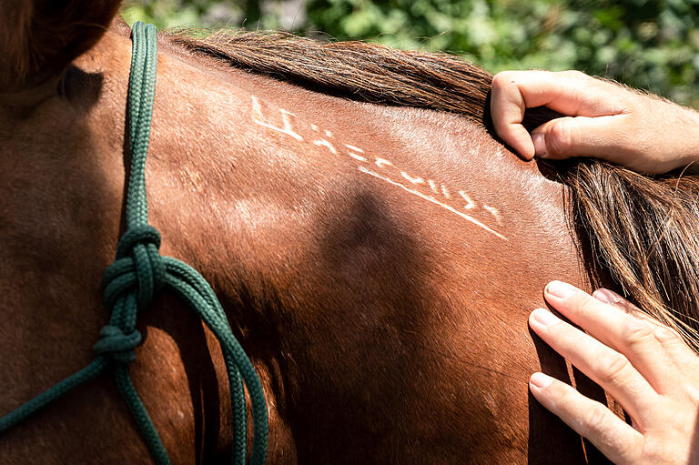 Alle vom 'Bureau of Land Management' (BLM) eingefangenen American Mustangs bekommen auf der linken Seite des Halses einen Freezebrand. Die Technik ist für die Pferde relativ schmerzlos, da der Kaltbrand durch kurzes Anhalten eines in flüssigen Stickstoff gekühlten Eisens aufgebracht wird. Die Markierung ermöglicht original eingefangene Mustangs zu erkennen und zu unterscheiden. Alle vom 'Bureau of Land Management' (BLM) eingefangenen American Mustangs bekommen auf der linken Seite des Halses einen Freezebrand. Die Technik ist für die Pferde relativ schmerzlos, da der Kaltbrand durch kurzes Anhalten eines in flüssigen Stickstoff gekühlten Eisens aufgebracht wird. Die Markierung ermöglicht original eingefangene Mustangs zu erkennen und zu unterscheiden.