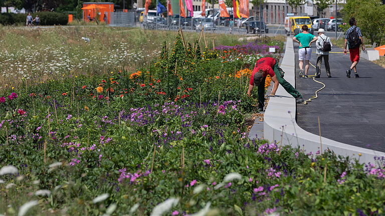 Das Blumenband zwischen Hublandplatz und dem Eingang Rottendorfer Tor. Ursprünglich hätte auch hier Wiese wachsen sollen. Foto: Patty Varasano Das Blumenband zwischen Hublandplatz und dem Eingang Rottendorfer Tor. Ursprünglich hätte auch hier Wiese wachsen sollen. Foto: Patty Varasano