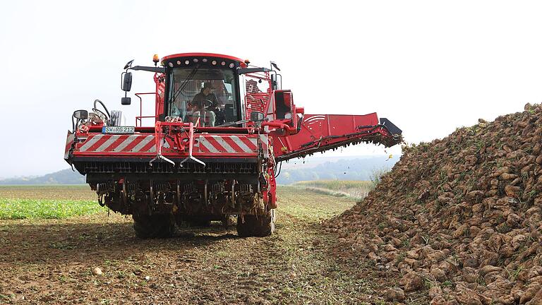 Seit 15. September herrscht Hochbetrieb auf den Feldern der Zuckerrübenbauern in der Region Gerolzhofen. Zunächst werden die Bio-Rüben gerodet, wie jene von Lukas Seuferling aus Zeilitzheim (im Bild) und ins Südzucker-Werk nach Rain am Lech geliefert.