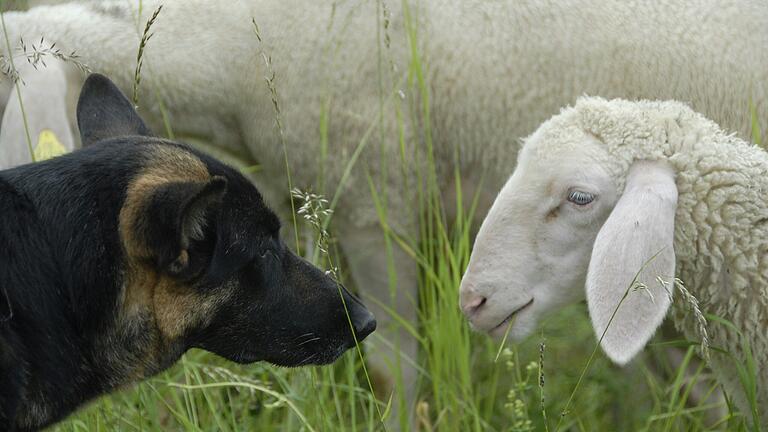 Ein Schäferhund bei einer Schafherde bei Wiesenfeld.