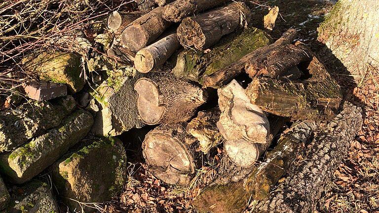 Dieses Holz und die Sträucher wurde über den ehemaligen 'Triebwerkskanal', ein Seitenarm der Weisach, an der Hauckenmühle angeschwemmt. Das Foto wurde am 20. Januar 2022 aufgenommen. Klaus Dünisch, Eigentümer der Mühle dazu: 'Treibholz aus dem Bereich des Marktes Maroldsweisach und aus dem Biberland.'