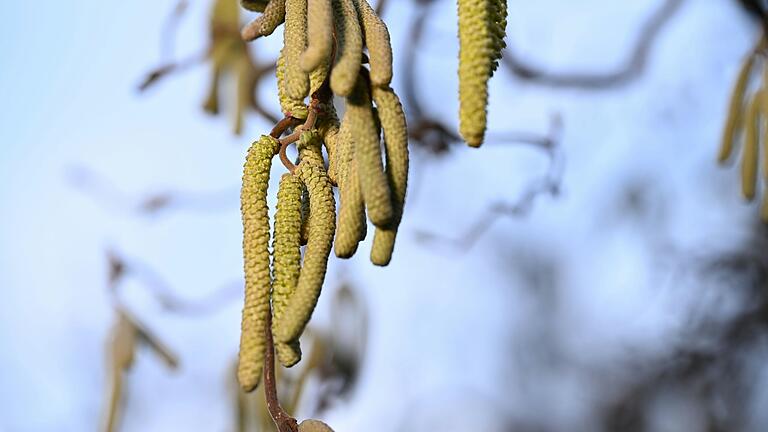 Ein Haselnuss-Strauch, für viele Allergiker ein Anblick zum Verzweifeln.&nbsp; Haselpollen fliegen schon seit einigen Wochen, wobei Betroffene in Unterfranken bis dato eher verschont wurden.&nbsp;