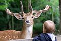 Egal ob groß oder klein, der Wildpark Bad Mergentheim ist ein Erlebnis für alle.