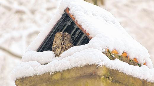 Ein Dach über dem Kopf: Ein Waldkauz hält im Kamin des verschneiten Koppenwinder Waldhauses Ausschau. Mangels lange fehlender alter Bäume als Nist- und Brutstätten war er einst in den Schlot ausgewichen. Jetzt bleibt das Pärchen der Rückzugs-Tradition treu, obwohl es inzwischen wieder natürliche Faulhöhlen in der Umgebung gibt.