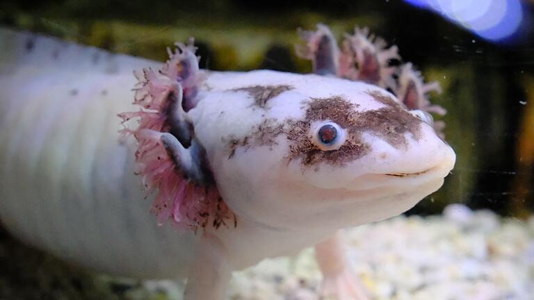 Schau mir in die Augen, Kleines: Der typische Axolotl-Blick hat etwas leicht Betörendes.