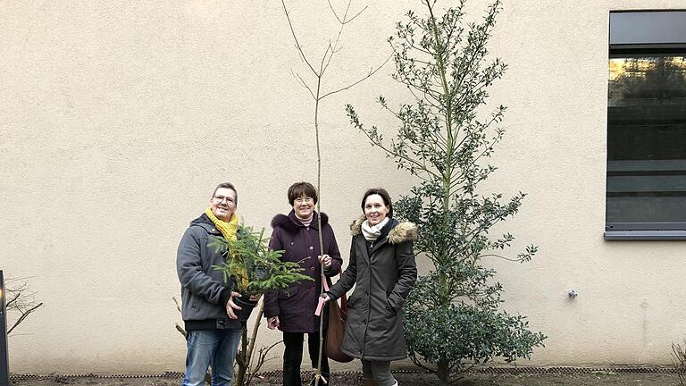 Drei Meter hoch, sechs Jahre alt: Stefan Bretscher, Ulrike Schneider und Annelie Maidhof von der Bürgerinitiative 'Stadtwald statt Landesgartenschau' zeigen einen Bergahorn und wollen damit eine Aussage von Oberbürgermeister Sebastian Remelé widerlegen, der bei einer Podiumsdiskussion einen sechs Jahre alten, nur 40 Zentimeter hohen Fichtensetzling zeigte. Stefan Bretscher zeigt eine Fichte, wie sie nach drei Jahren gut gepflegt aussieht.