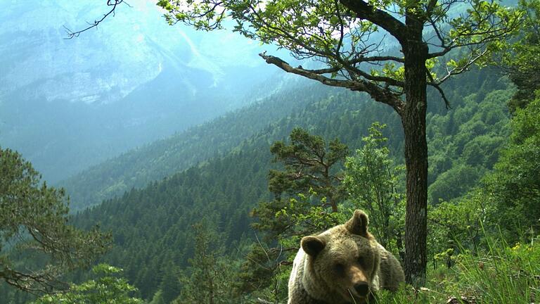 Bären im Trentino       -  Vor drei Wochen ging eine Bärin im Trentino auf einen französischen Touristen los. Jetzt wurde sie erschossen. (Symbolfoto)