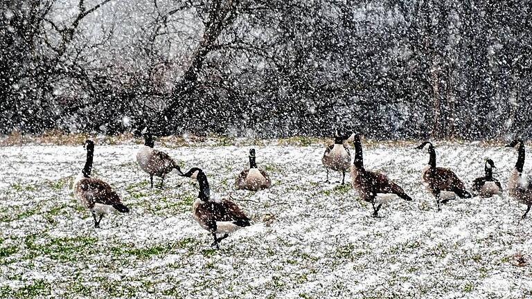 Ungeliebt bei Landwirten: Eine Gruppe Wildgänse, im Bild aus dem Jahr 2013, sucht sich ihre Nahrung auf den Feldern.