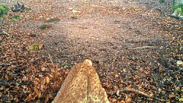 Jetzt herrscht endgültig Gewissheit: Der Luchs, der in Bayern schon ausgerottet war, ist zurück. Im Maintal bei Neuendorf läuft er im Staatswald vor die Linse einer Fotofalle. Das Bild zeigt zwar nur sein Hinterteil – doch der typische Stummelschwanz und das charakteristische Fellmuster lassen keinen Zweifel daran, dass es sich nur um ein Pinselohr handeln kann, wie der Luchs wegen zweier markanter Haarbüschel auf den Ohren auch genannt wird. Jetzt herrscht endgültig Gewissheit: Der Luchs, der in Bayern schon ausgerottet war, ist zurück. Im Maintal bei Neuendorf läuft er im Staatswald vor die Linse einer Fotofalle. Das Bild zeigt zwar nur sein Hinterteil – doch der typische Stummelschwanz und das charakteristische Fellmuster lassen keinen Zweifel daran, dass es sich nur um ein Pinselohr handeln kann, wie der Luchs wegen zweier markanter Haarbüschel auf den Ohren auch genannt wird.