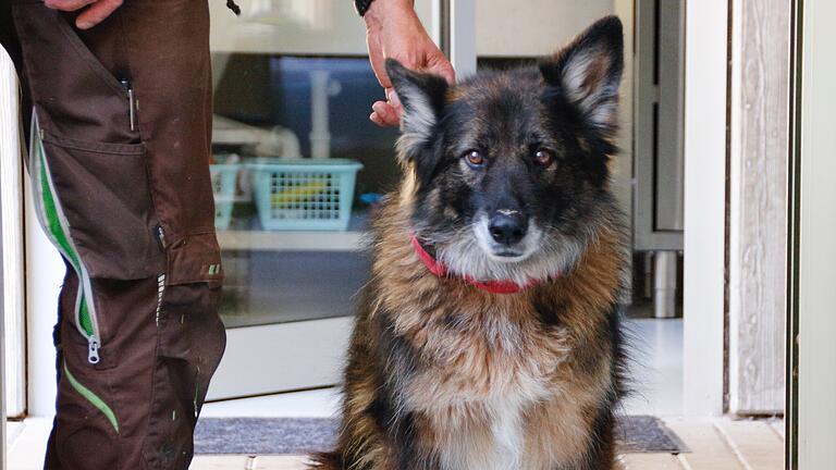 Schwer vermittelbare Hunde im Tierheim Wannigsmühle - Hinter Emmas treuem Hundeblick steckt ein bedingungsloser Schutztrieb, der Besitzer schnell überfordern kann. Schwer vermittelbare Hunde im Tierheim Wannigsmühle - Hinter Emmas treuem Hundeblick steckt ein bedingungsloser Schutztrieb, der Besitzer schnell überfordern kann.